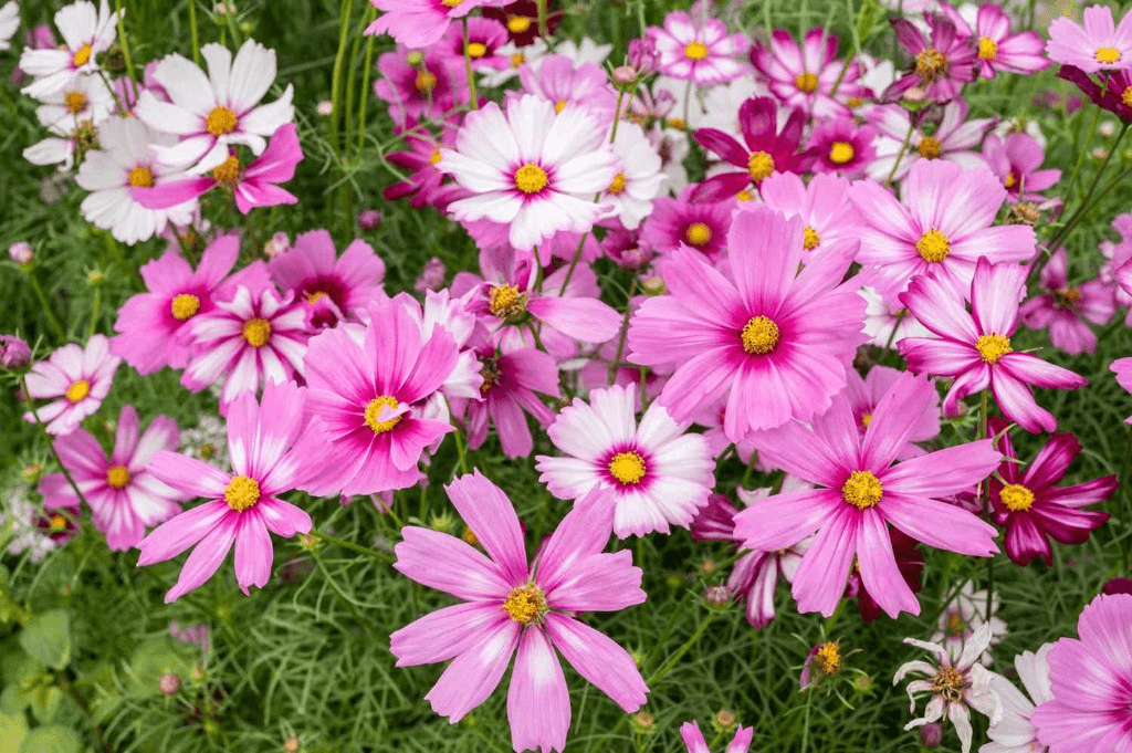 Colorful flowers in a garden