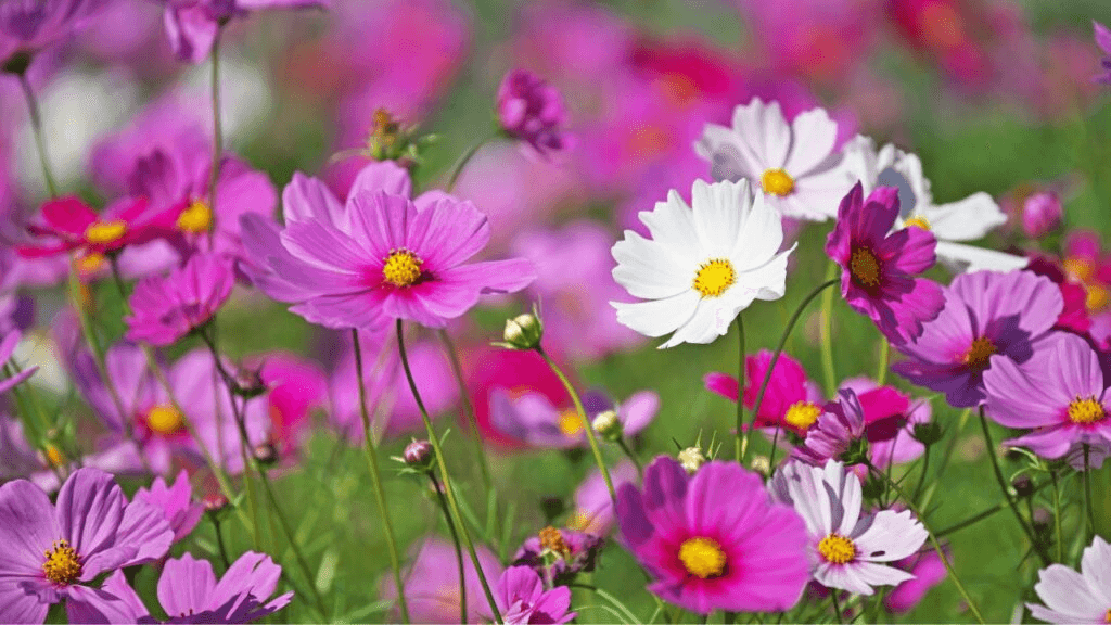 Colorful flowers in a garden