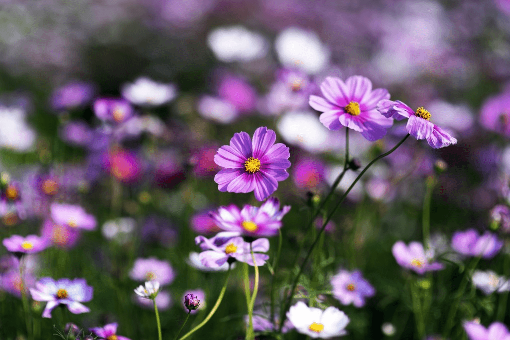 Colorful flowers in a garden