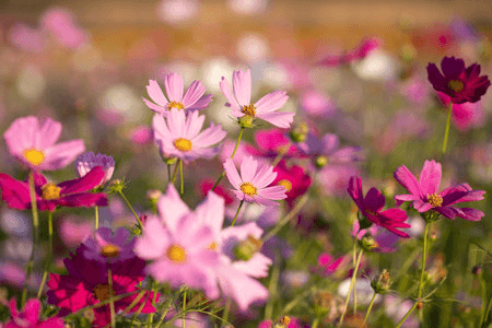 Colorful flowers in a garden