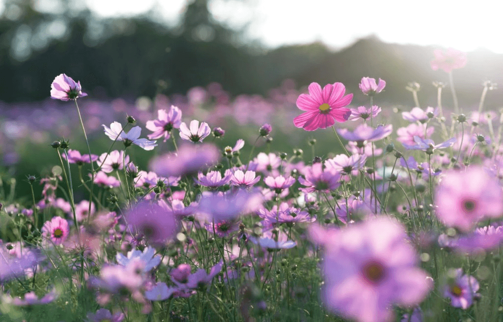 Colorful flowers in a garden