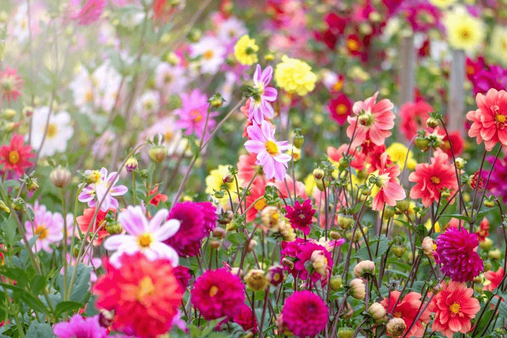Wildflowers in a garden